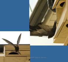 Swifts - A Swift leaves SWup - 2