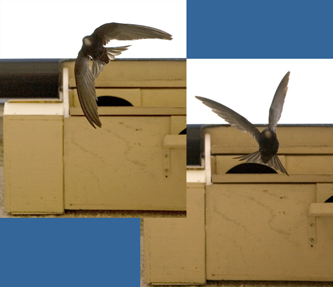 Swifts - The pair of Swift leaving SWup