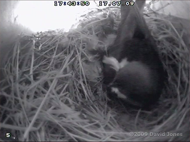 A Swift brings a feather into SWup despite the rain outside