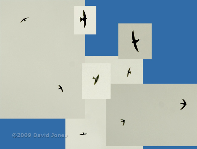 Swifts and a House Martin at 8pm