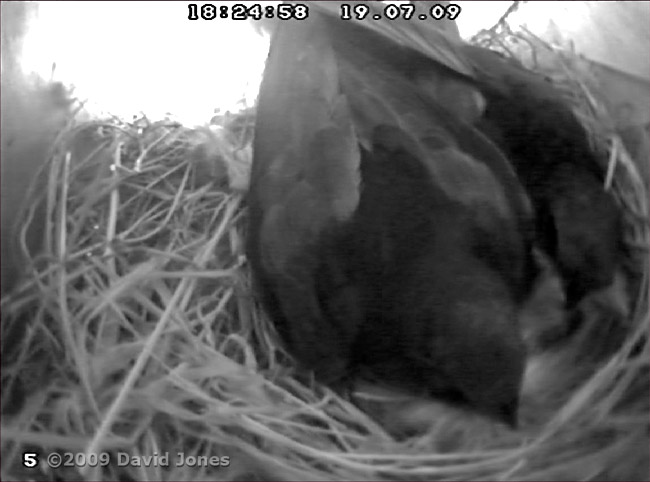 Swift pair with down this evening