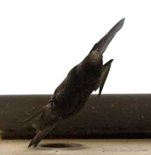 Swifts - The male launches himself from the nest box