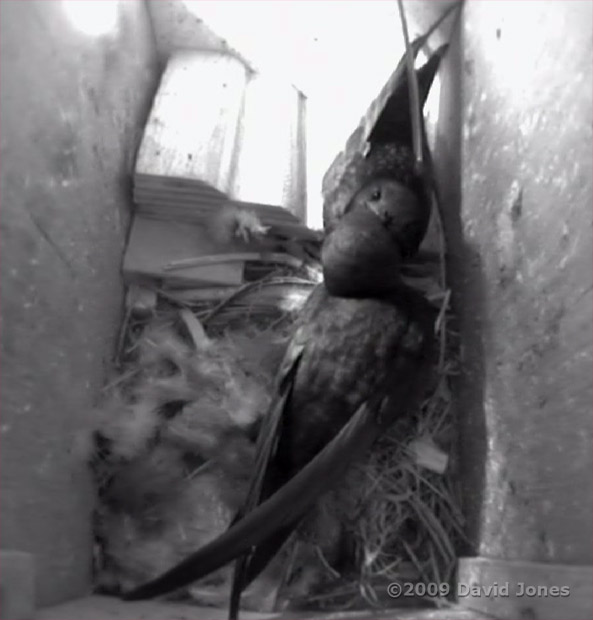 Swifts - The male greets his partner