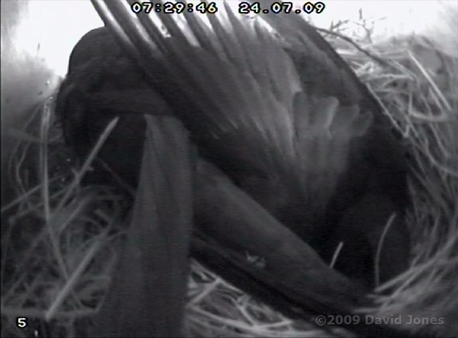 Swifts in SWup - shortly before leaving the roost at 8.43am - 2