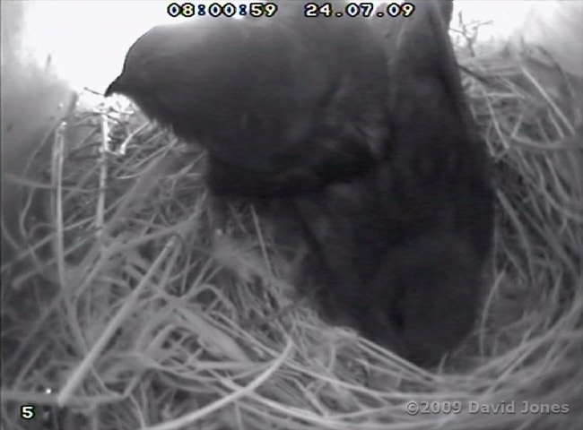 Swifts in SWup - shortly before leaving the roost at 8.43am - 1