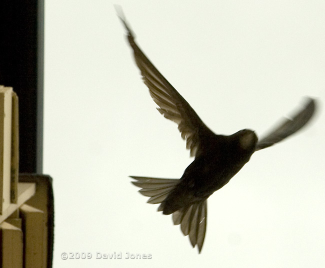 Swifts leaving SWup at around noon today - 1