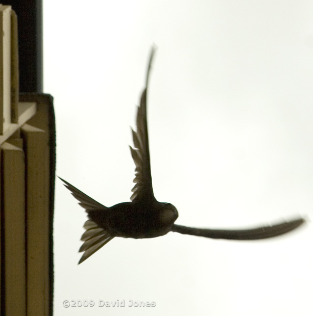 Swifts leaving SWup at around noon today - 2