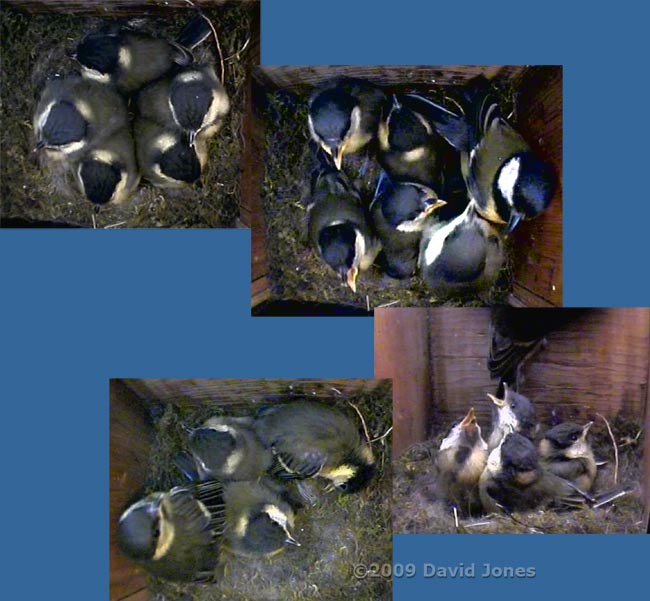 The Great Tit 2nd brood - first chick fledges at 7.57am