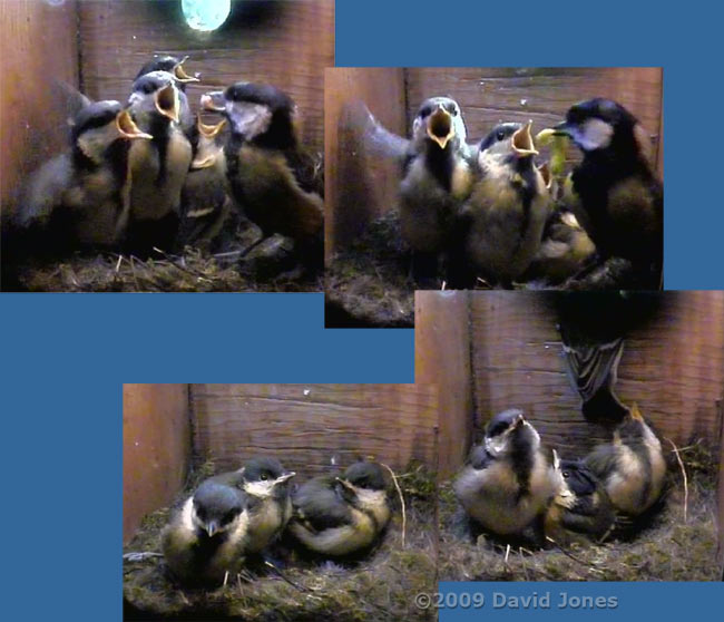 The Great Tit 2nd brood - second chick fledges at 8.53am