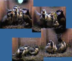 The Great Tit 2nd brood - second chick fledges at 8.53am