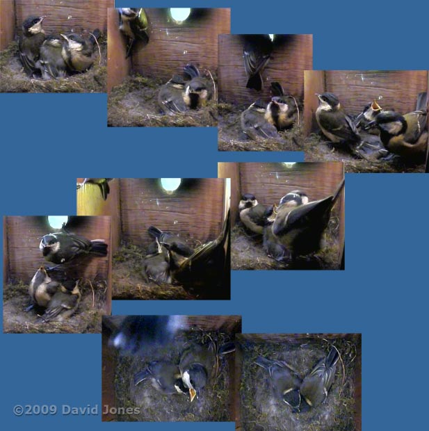 The Great Tit 2nd brood - third chick fledges at 11.30am