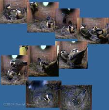 The Great Tit 2nd brood - third chick fledges at 11.30am