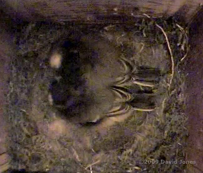 The Great Tit 2nd brood - the last two chicks huddled together tonight