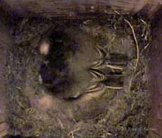 The Great Tit 2nd brood - the last two chicks huddled together tonight