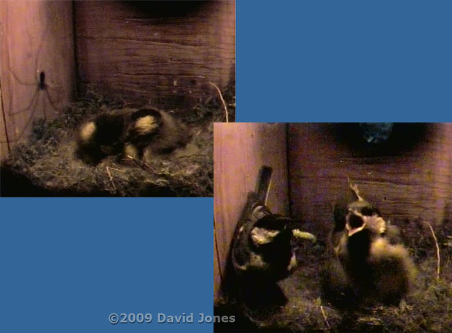 The Great Tit 2nd brood - before dawn in the nest box