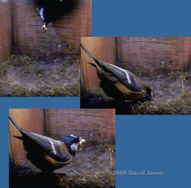 The Great Tit 2nd brood - The female visits the empty nest