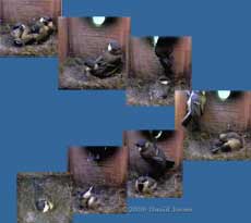 The Great Tit 2nd brood - The fourth chick fledges