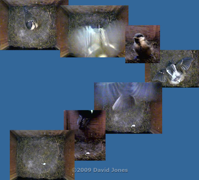 The Great Tit 2nd brood - The fifth chick fledges