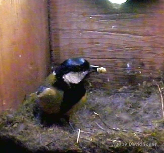 The Great Tit 2nd brood - The male visits the empty nest