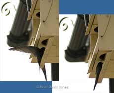 A Swift lands at the entrance to the lower Swift nest box