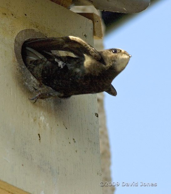 A Swift leaves Starling box R