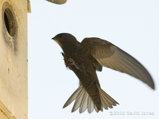 A young Swift flares its tail during approaches to Starling box R - 1