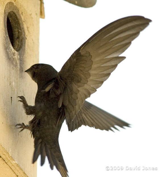 A Swift approaches Starling box R - 2