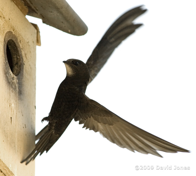 A Swift approaches Starling box R - 1