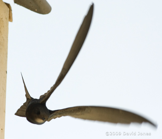 A young Swift swoops away from Starling box R