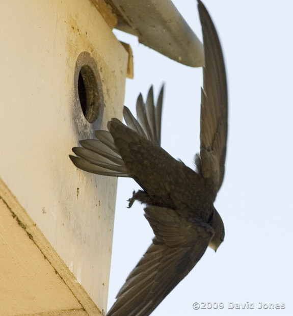 A young Swift flares its tail during approaches to Starling box R - 2