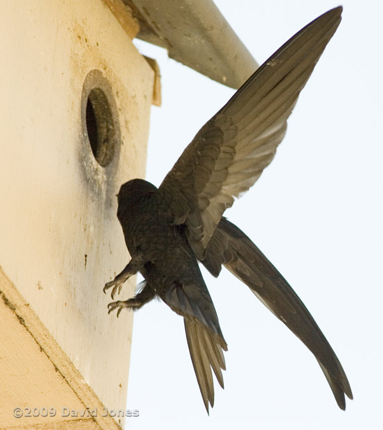 A Swift approaches Starling box R - 3