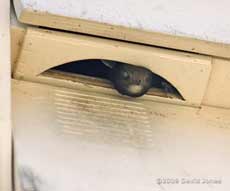 A Swift prepares to leave the upper Swift nest box