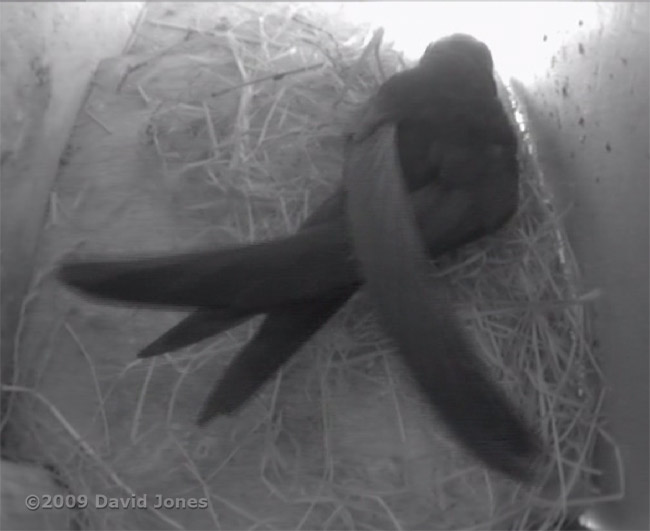 A Swift in the lower Swift box this evening