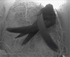 A Swift in the lower Swift box this evening
