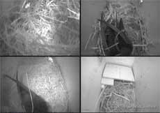 The cctv image of the Swifts tonight