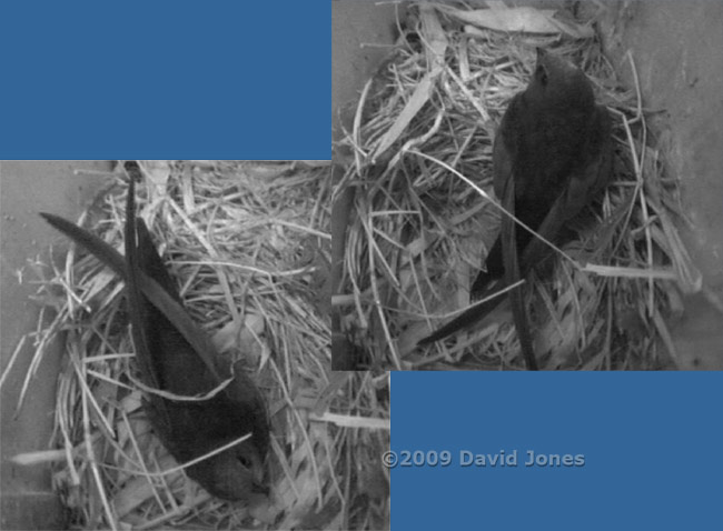 Lone Swift in Starling box R tonight