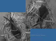 Lone Swift in Starling box R tonight