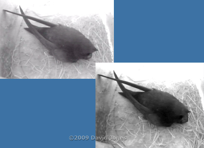 CCTV image showing a Swift's gape