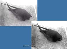 CCTV image showing a Swift's gape