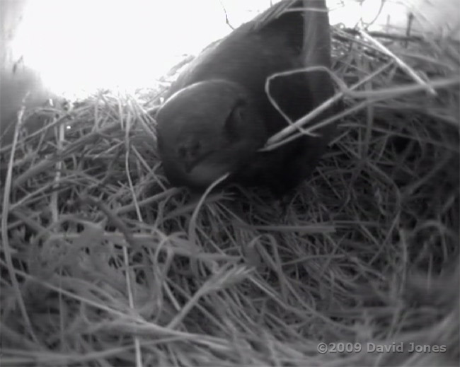 Lone Swift in the upper Swift box this morning
