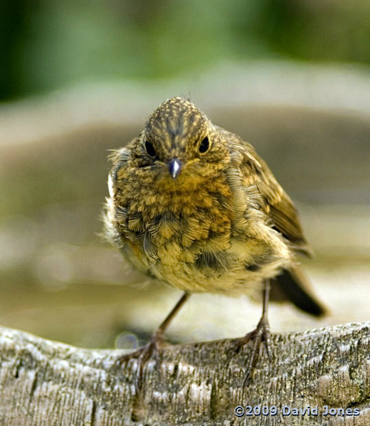 Juvenile Robin perched on birdbath - 1