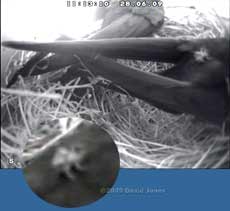 Swifts - flat fly (Crataerina pallida)