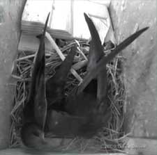 Swifts - courtship preening this morning