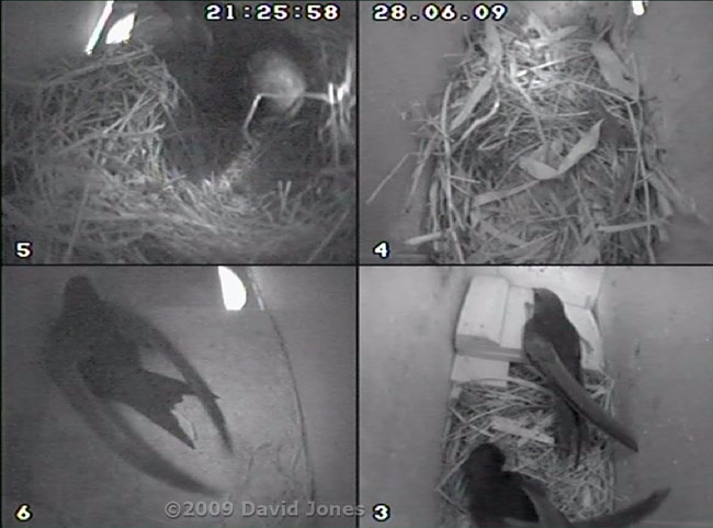 Swifts in three of the four boxes for a short time tonight