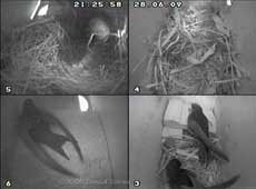 Swifts in three of the four boxes for a short time tonight