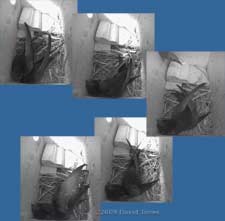 Swift pair reacts to the appearance of a young Starling