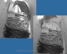 A young Starling inspects the Swifts