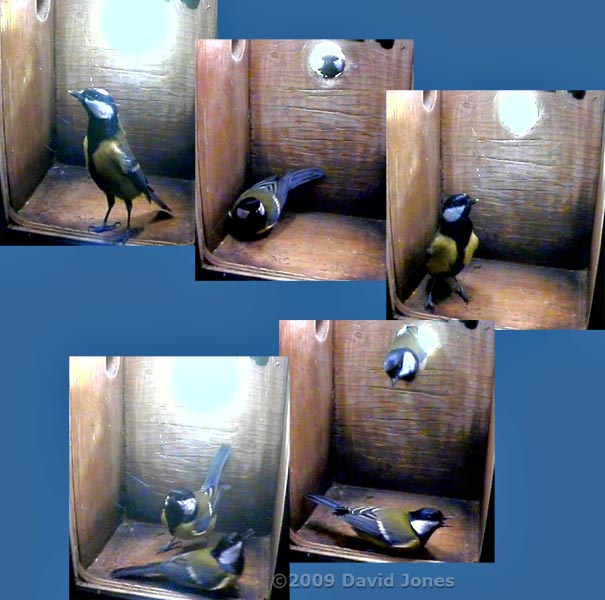 Great Tit visit to nestbox - 1