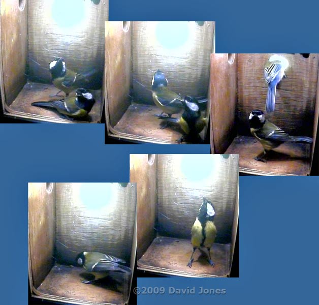 Great Tit visit to nestbox - 2