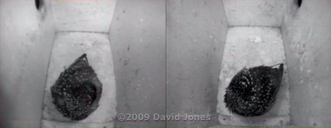 The Starlings roosting tonight